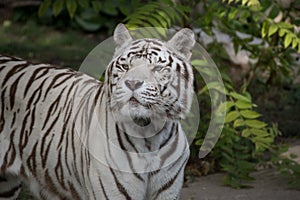 Male of white bengal tiger in captivity