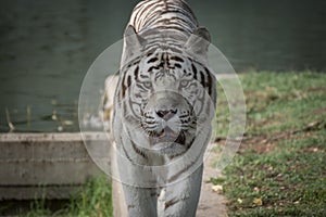 Male of white bengal tiger in captivity