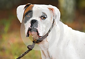 Male white Boxer dog portrait