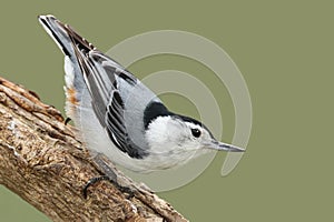 Male White-breasted Nathatch Perched on a Branch - Ontario, Canada