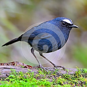 Male White-browed Shortwing
