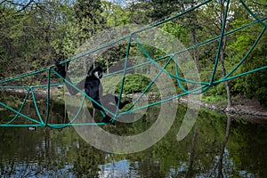 A male white-cheeked gibbon, climbing a suspension rope bridge over the pond.