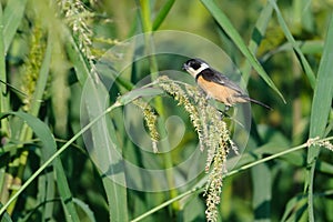 Male White-collared Seedeater feeding