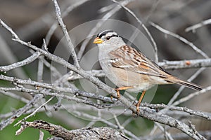 Male White-crowned Sparrow Perced on a Branch