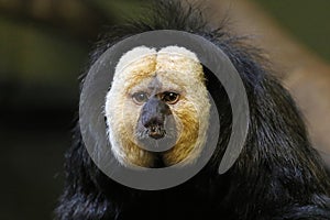 Male White-faced Saki