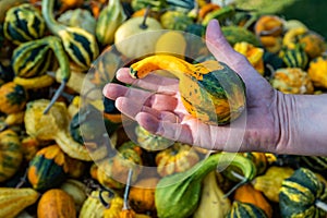 Male white farmer holds an green orange ornamental gourd in his hand