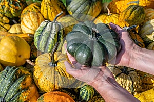 Male white farmer holds an green ornamental gourd in his hand