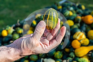 Male white farmer holds an green yellow ornamental gourd in his hand