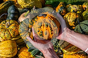 Male white farmer holds an orange ornamental gourd in his hand