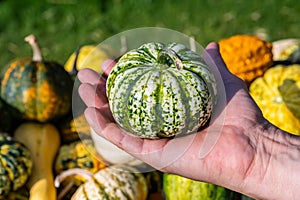 Male white farmer holds an ornamental gourd in his hand