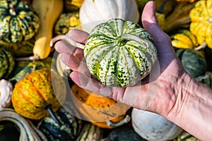 Male white farmer holds an ornamental gourd in his hand