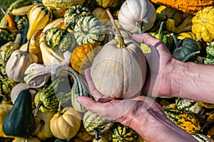 Male white farmer holds an white ornamental gourd in his hand