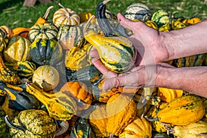 Male white farmer holds an yellow green ornamental gourd in his hand