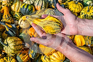 Male white farmer holds an yellow green ornamental gourd in his hand