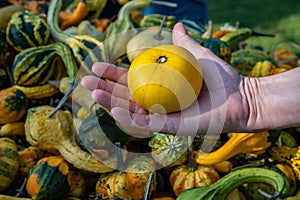 Male white farmer holds an yellow ornamental gourd in his hand