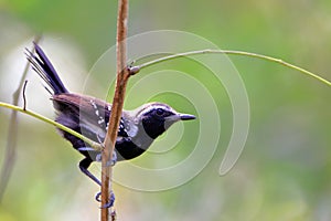 male of the White-fringed Antwren (Formicivora grisea) perched on a branch