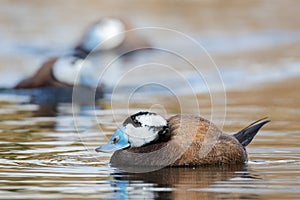 Male White-headed ducks Oxyura leucocephala