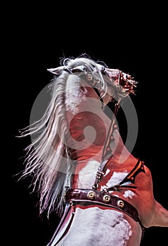 Male white horse rearing or standing up on a circus event