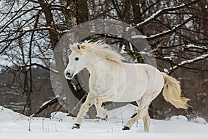 Male white horse running through the snow up the slope