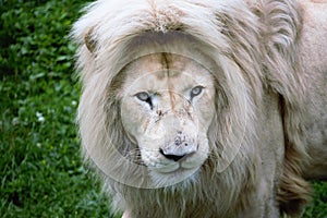 Male White Lion