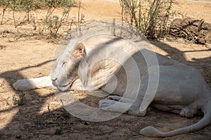 The male white lion at aviary. White lions are a rare color mutation, specifically the Southern Afric