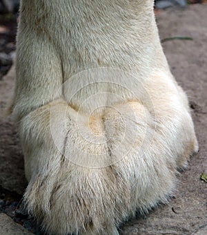 Male white lion foot