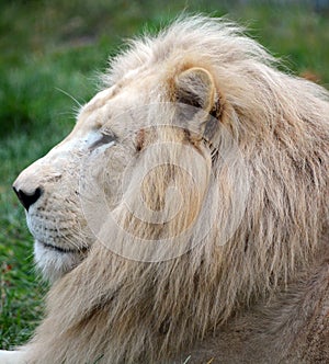 Male white lion photo
