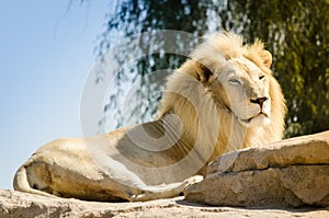 Male White Lion