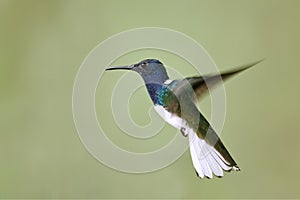 Male White-necked Jacobin in Flight - Panama