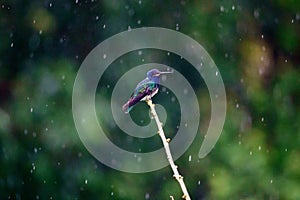 White necked Jacobin Hummingbird in the rain at Asa Wright In Trinidad and Tobago photo