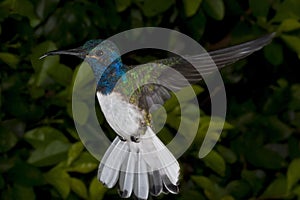 Male White-Necked Jacobin Hummingbird