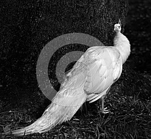 White Peacock in Black and White