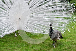 Male white peacocks are spread tail-feathers XX