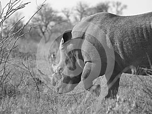 Male white rhino