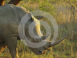 Male white rhino