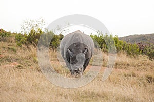 Male White Rhino grazing straight on