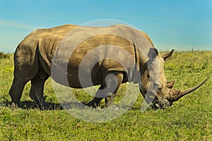 Male White Rhinocerous browsing