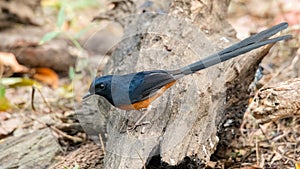 Male White-rumped Shama perching on a tree trunk looking into a distance