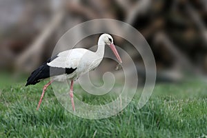 male white stork (Ciconia ciconia)