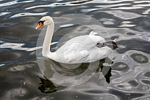 Male white swan. Off Skeppsholmen island, Stockholm, Sweden