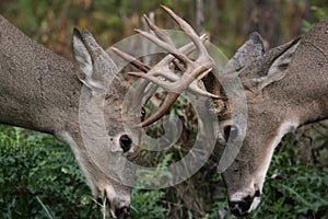 Male white tail deer