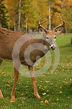 Male white tail deer