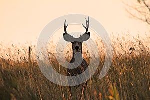 Male White Tailed Deer