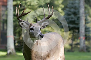 Male White Tailed Deer photo