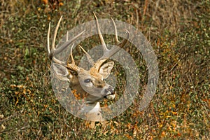 Male White Tailed Deer