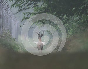 A Male White Tailed Deer Runs in the Misty Morning Haze on a Trail