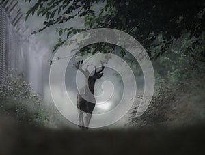 A Male White Tailed Deer Runs in the Misty Morning Haze on a Trail