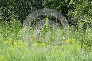 Male White-tailed deer with velvet antlers in the woods