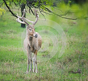 Male White-Tailed Deer in the woods