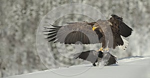 Male White-tailed Eagle landing